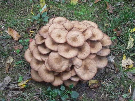 Wild Mushroom Identification Charts | Mushrooms growing wild in south eastern Ohio - Mushroom ...