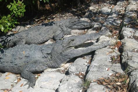 Wild Herps - American Crocodile (Crocodylus acutus)