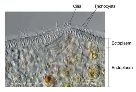 The Structure of Paramecium Cell - Rs' Science