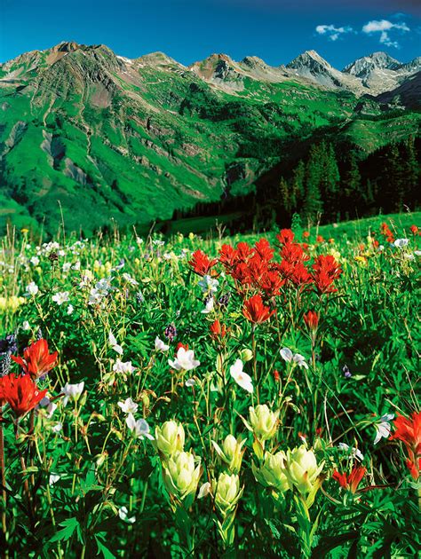 Alpine Wildflowers Photograph by James Steinberg - Fine Art America