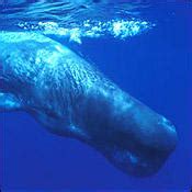 What Do Sperm Whales Eat? Whale Wars | Whale Wars | Animal Planet