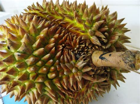 Cook this Recipe: September is Durian Season in the Philippines