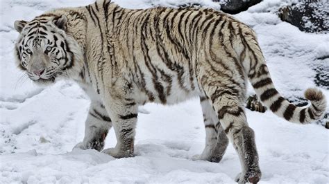 White Tiger in Snow Wallpapers - Top Free White Tiger in Snow Backgrounds - WallpaperAccess