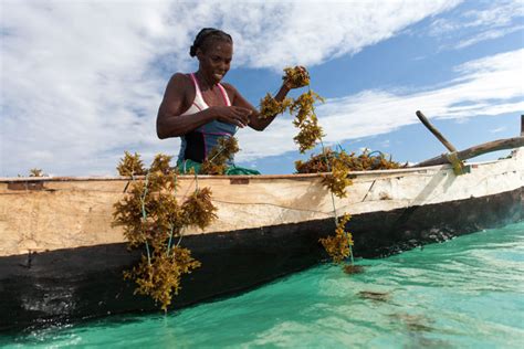 Seaweed farming - Africa Geographic