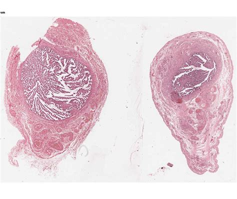 Histology Laboratory Manual