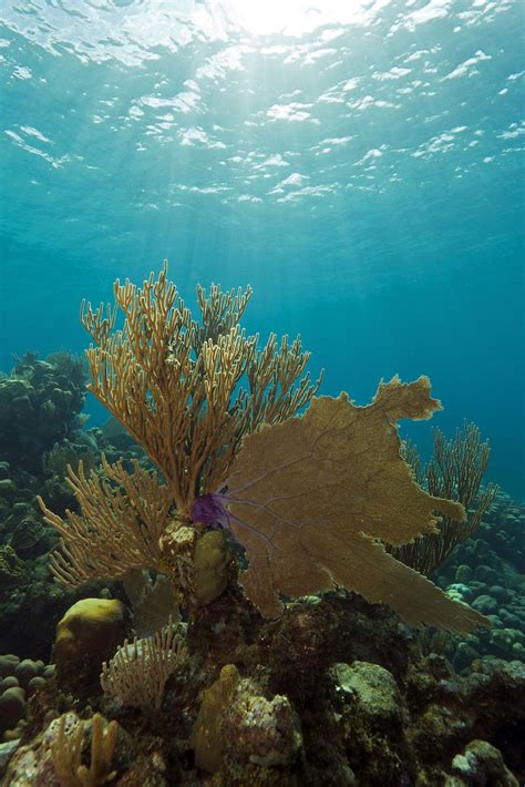 an underwater view of some corals and seaweed