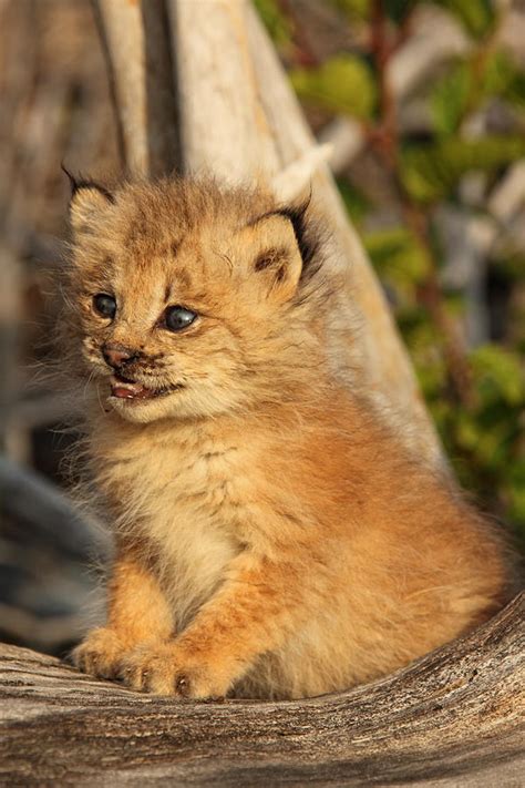 Canadian Lynx Kitten, Alaska Photograph by Robert Postma