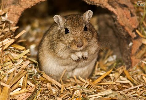 Facts about gerbils