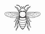 Bumblebee Coloring Page  sketch template