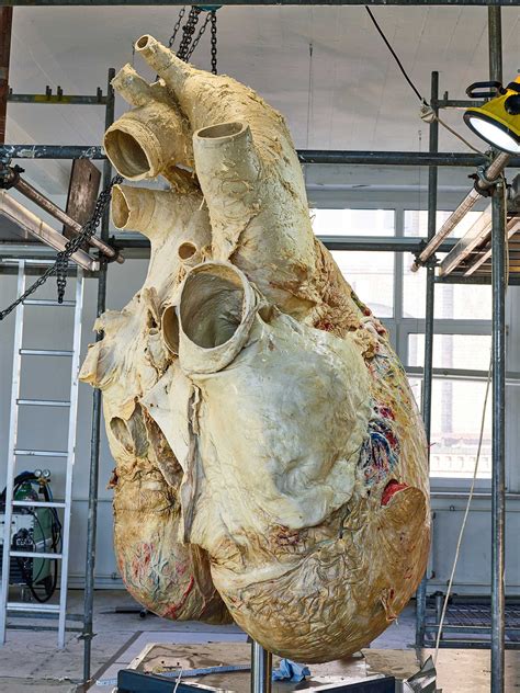 How Scientists Preserved a 440-Pound Blue Whale Heart | WIRED