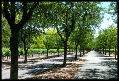 Two Calistoga Wineries – Riveted