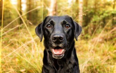 Black Lab: Temperament, Coat, Lifespan & Puppies | Cuteness