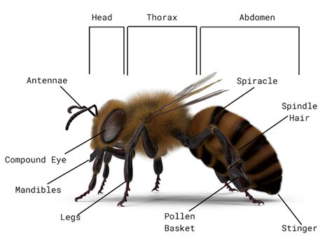 Honey Bee Anatomy – Honey Bee Research Centre