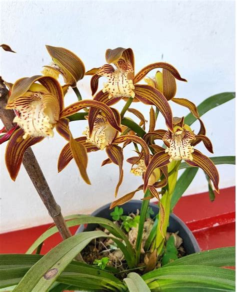 24 Best Cymbidium Orchid Varieties | How to Grow It