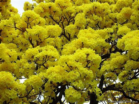 Flores Lapacho amarillo Bella Vista, Colorful Trees, Tree Leaves, Just ...