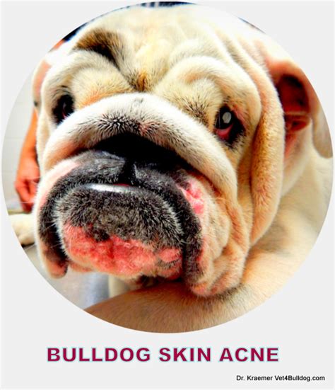 How Do I Treat My Dogs Chin Acne