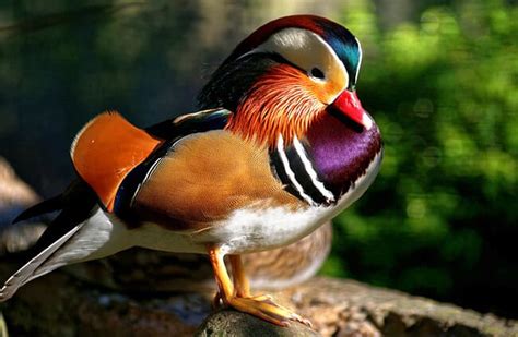 Wood Duck - Description, Habitat, Image, Diet, and Interesting Facts