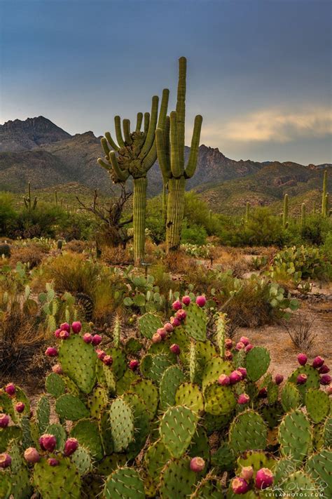 #arizonacactus | Arizona cactus, Cactus pictures, Desert landscaping