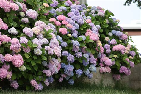 Dreamy Whites: Hydrangeas