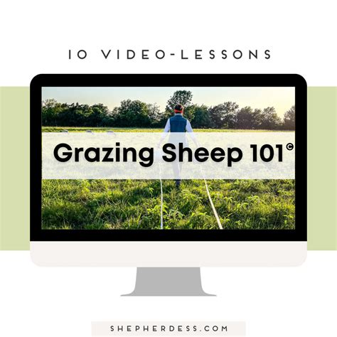 Grazing Sheep 101© The Shepherdess