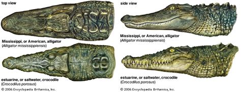 Animal Quick Facts: The Difference Between a Crocodile and an Alligator