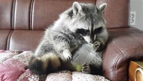 Raccoon Sits Like a Human and Eat Grapes From a Jar