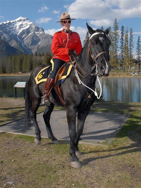 Pin by Lesley Mcknight on Horse'n Around | Canadian horse, Canada travel, Canadian pride