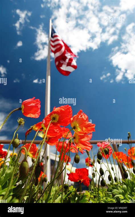 american flag on poppy fields, USA Memorial Day concept Stock Photo - Alamy