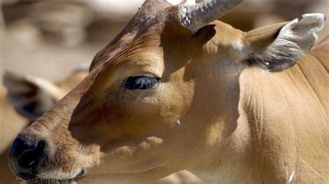 ‘Drastic’ Declines in Cambodia’s Endangered Wildlife