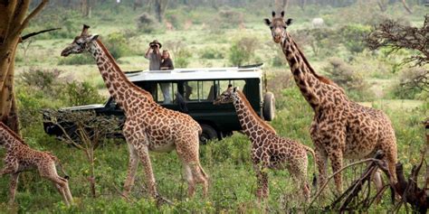 Best Kenya Tanzania Safari Tours