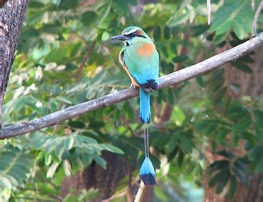 National bird of El Salvador - El Salvador Tips