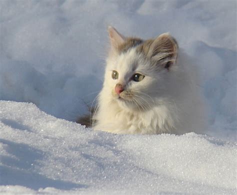 "Snow Kitten" by PatChristensen | Redbubble