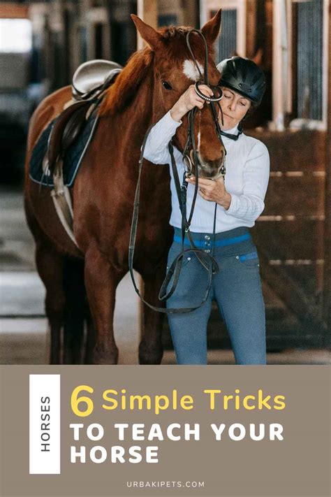 Trick Training 101: 6 Simple Tricks to Teach Your Horse – Urbaki Pets