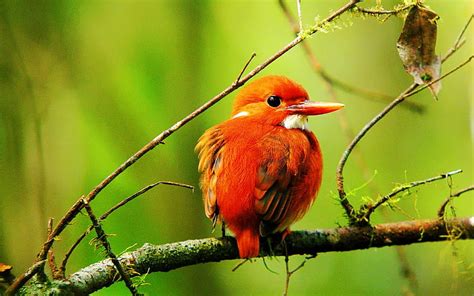 Madagascar Pygmy Kingfisher-Animal World, HD wallpaper | Peakpx