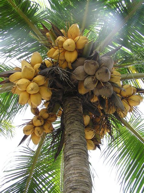 20 Coconut Varieties in India | Types of Coconut Trees • India Gardening