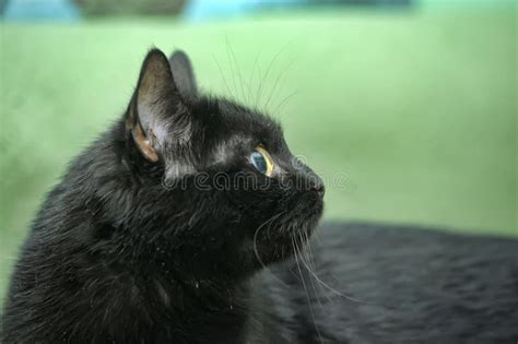 Black cat with green eyes stock image. Image of character - 183571275