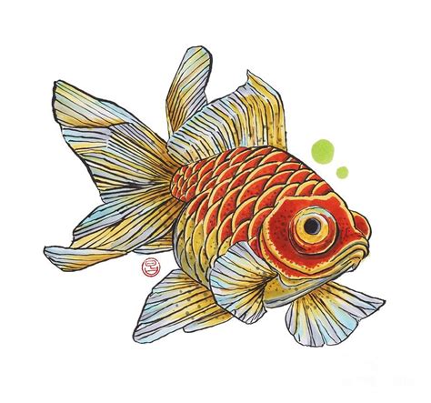 a drawing of a goldfish on a white background