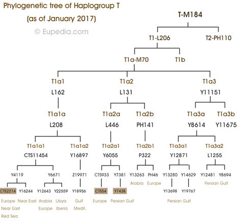 Phylogenetic trees of Y-chromosomal haplogroups - Eupedia