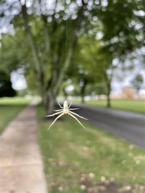 Albino Spider : r/mildlyinteresting