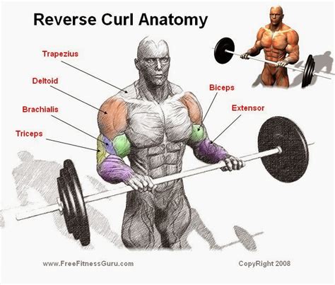 GYM: Curl Invertido