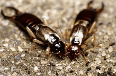 What is a Pincher Bug? A breakdown of these “pests” and how to get rid ...