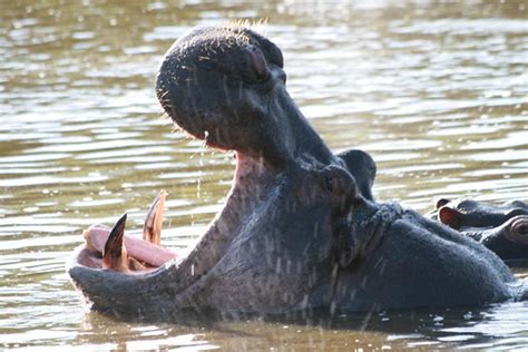 Hippo Roar | While submerged, Hippos occassionally opened th… | Flickr