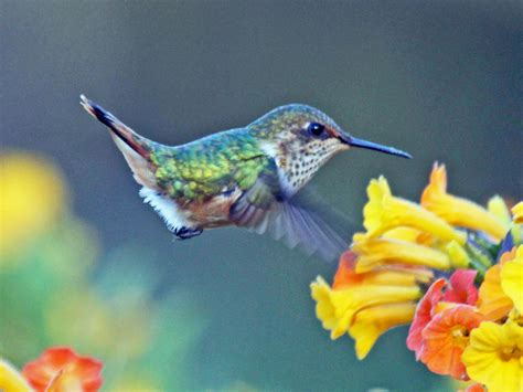 What Does Google Hummingbird Mean for My Business? | Cowley