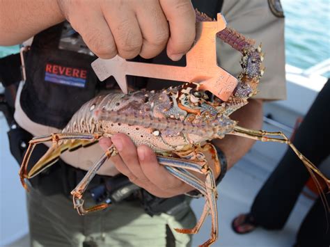 Spiny lobster season comes to an end until recreational mini...