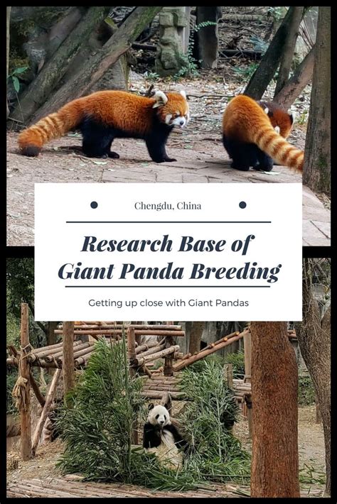 Chengdu Giant Panda Breeding Research Base | China travel, Asia travel ...