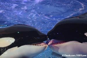 SeaWorld Announced End to Killer Whale Breeding Program