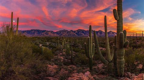 HD wallpaper: sunset, arizona, cacti, united states, saguaro cactus, sonoran desert | Wallpaper ...