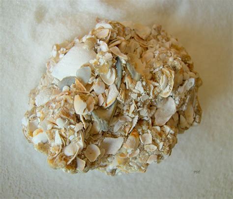 Tiny Coquina Shells Used to Build a Fort – Seashells by Millhill