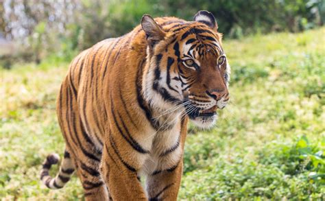 Malayan Tiger | Tulsa Zoo