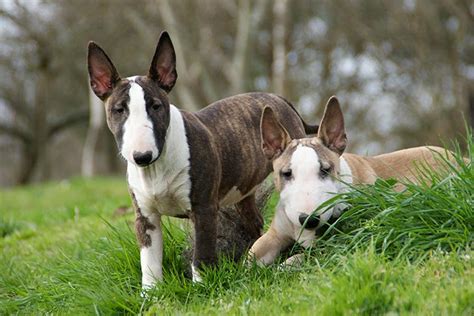 Miniature Bull Terrier Puppies For Sale - AKC PuppyFinder